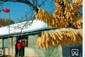 秋收在即，卖玉米棒子和卖玉米粒，哪个更划算？图片