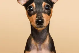 小鹿犬的优缺点、怎样使用正确的训练方法改掉小鹿犬的坏习惯？图片