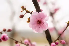 闫金 ‖ 守得云开见月明，静待花开终有时图片