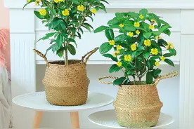 适合庭院种植的桂花，品种怎么选？图片