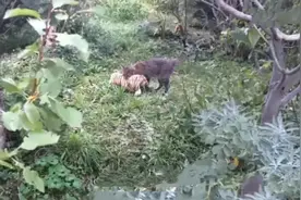 深圳男子趁猫睡觉，放一只假老虎在它面前，猫星人这是人干的事？图片