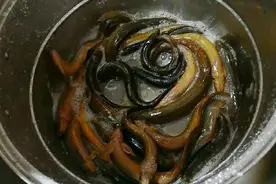 泥鳅怎样宰杀才简单又快速？教你泥鳅有营养的做法，好吃又解馋图片