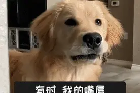 当狗狗的嘴皮被牙齿卡住……能忍住不笑算我输图片