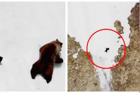 励志！小熊跟着妈妈攀爬雪山悬崖，一度失败滑落底端也不放弃视频封面