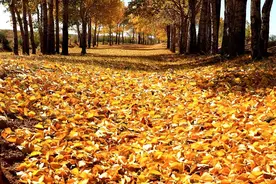 「轻松周末」指弹吉他版爵士名曲《Autumn Leaves（秋叶）》图片