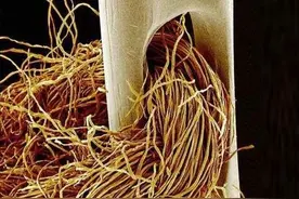 显微镜下能够看到的画面超乎想象图片