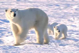北极熊获得七个世界之最，其存在的机理让科学家始终研究不透图片