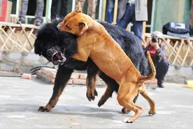 把十只比特犬和一只老虎关一起，老虎能坚持多久？老虎：大概50天图片