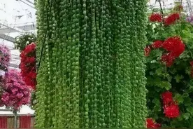 不能晒的“小多肉”，藏在屋里养，半年长成肉墩子，做成珠帘子图片