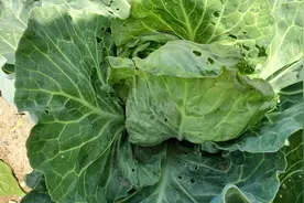 最不能吃的一种菜，没有农药就不能长起来，还有人特别喜欢吃图片