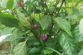 大家常称为彩椒，其实它是朝天椒变种，你知道吗？图片