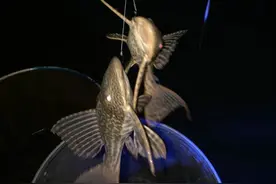 清道夫这回碰到狠人了！因清道夫猖獗，广西男子钓了一大盆用油炸图片