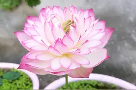 阳台也能养的荷花—惊艳18号，花美如牡丹，丰花勤花，养护也不难图片