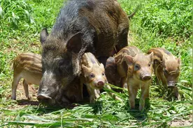 好消息，农民再也不用担心野猪祸害庄稼了，两个办法，治标又治本图片