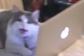 社畜猫猫，不想上班图片