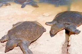 印度500万只甲鱼泛滥成灾，为何印度人不愿吃，想出口到中国？图片