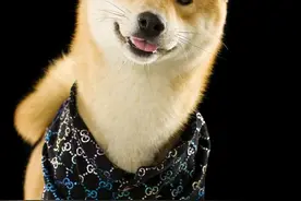 每当下雨天，这只柴总会叼着伞出门...网友：还怪精致的图片