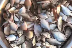 湖北一河道“鳑鲏鱼泛滥”，半天钓了一铁盆，渔翁：吃掉可惜了图片