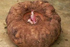 磨芋是一种什么样的植物？图片