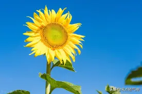 肝虚寒的人该直的时候直不起！胆子小，晚上做梦！容易梦见这些图片