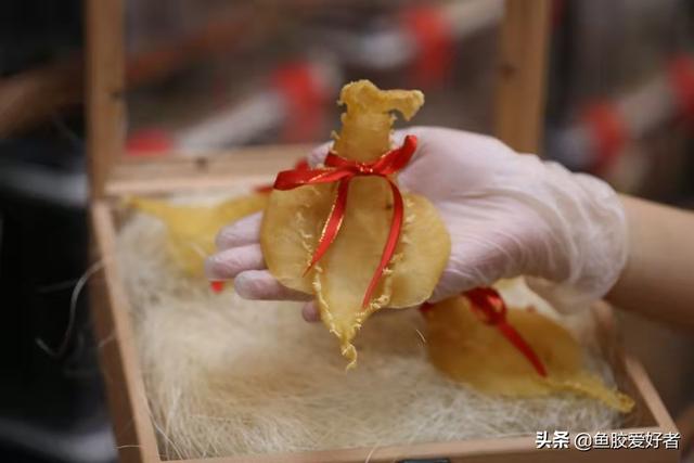 花胶有洞是不是不好 2026年花胶有洞是不是不好食用 花胶有洞是不是不好 2026年花胶有洞是不是不好食用