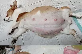 柯基怀胎二月终于生产，过程太艰难主人好后悔，网友：生完绝育吧图片