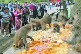 直播给猴子测孕、用老鼠逗猴！黔灵山猴 “被网红”，有人看不下去了……图片