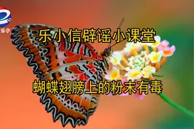 【乐小信辟谣小课堂】蝴蝶翅膀上的粉末真的有毒吗?图片