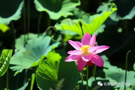 昌平这处隐秘“花海”，正值盛花，看完就心动了图片