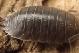 农村砖缝里面常见的小虫子，很多人不喜欢它，其实好处还不少图片