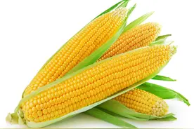 玉米种子的十大品种图片