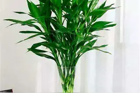 家庭水培富贵竹，瓶中常加“3种料”，不黄叶，根系旺，枝繁叶茂图片