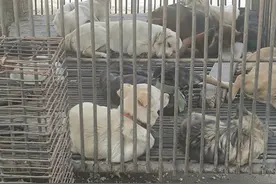 偷狗贩狗成为黑色产业链，从毒杀到餐桌，毒狗肉离我们有多远？图片