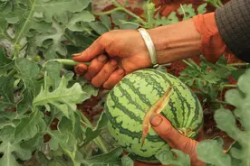 坐瓜期的西瓜易开裂，2个管理过程要引起重视，不然就亏大了图片