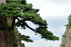 七绝三首：松竹梅图片