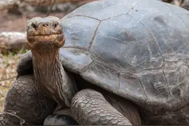 乌龟、甲鱼、王八、鳖的区别图片