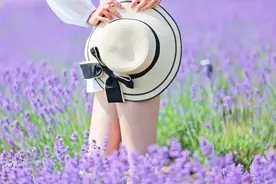 雪浪山薰衣草已到最佳观赏期，实拍海量图片，先睹为快过把瘾图片