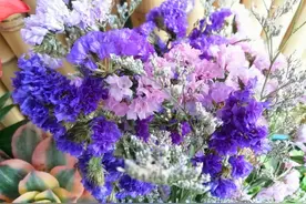 3种花卉盆栽很美，做成干花几年不变色，不需要任何加工图片