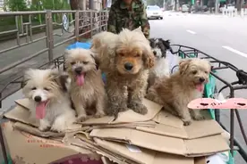 5只流浪狗，每天陪“大叔”收废品，只要出门就不离不弃图片