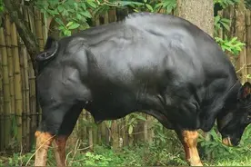 为什么牛光吃草却能长出一身肌肉？牛：我在肚里偷偷吃肉图片