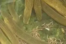 农村庭院怎么养殖黄鳝？图片