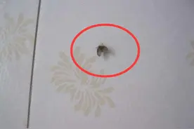 卫生间老是有虫子，多半是这4步出现问题，早知道早受益，安排图片