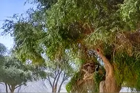 中职语文复习强化训练：文学常识检测题图片