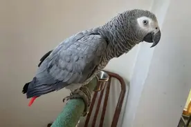 浙江警方追回400余只鹦鹉，全是国家级保护动物！农家乐老板一个爱好，牵出一批“爱鸟人士”图片