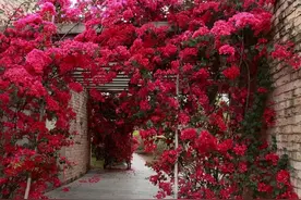 6种“爬藤花”，美上天际，种上一株，就能赏上一辈子图片