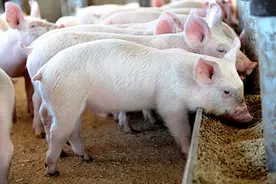 喂猪用湿饲料好还是干饲料好？自由采食与按顿喂有什么区别？图片