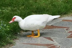 足像鸭身体似鹅，浑身麝香味，3个月就出栏，10元1斤很少人养图片