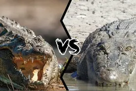 尼罗鳄vs湾鳄，谁才是真正的“鳄鱼之王”？图片