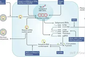 乙肝病毒有望完全治愈？葛兰素史克开发ASO抗HBV新药物图片