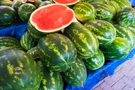 麒麟瓜、硒砂瓜、甘美，为何西瓜不如以前的好吃了？3大原因图片